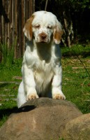 /album/clumbersbrasil-com-br/fidelia-6-meses-01-jpg/